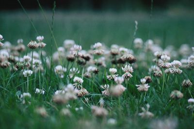 Close-up of flowering plants on field