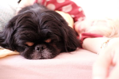 Close-up of puppy sleeping on bed
