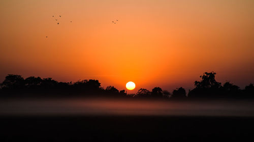 Silhouette of trees at sunset