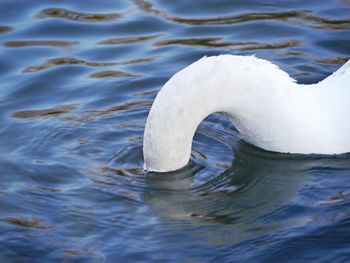 Close-up of swan swimming in lake