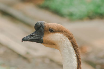 Close-up of a bird