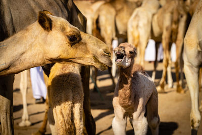 Camel market in al ain