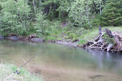 Scenic view of forest