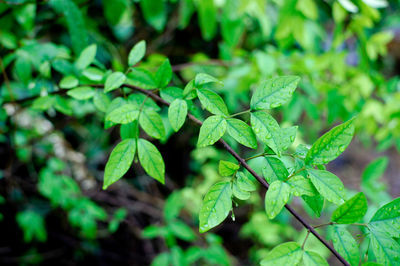 Close-up of green leaves on plant