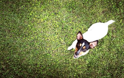 High angle view of dog on field