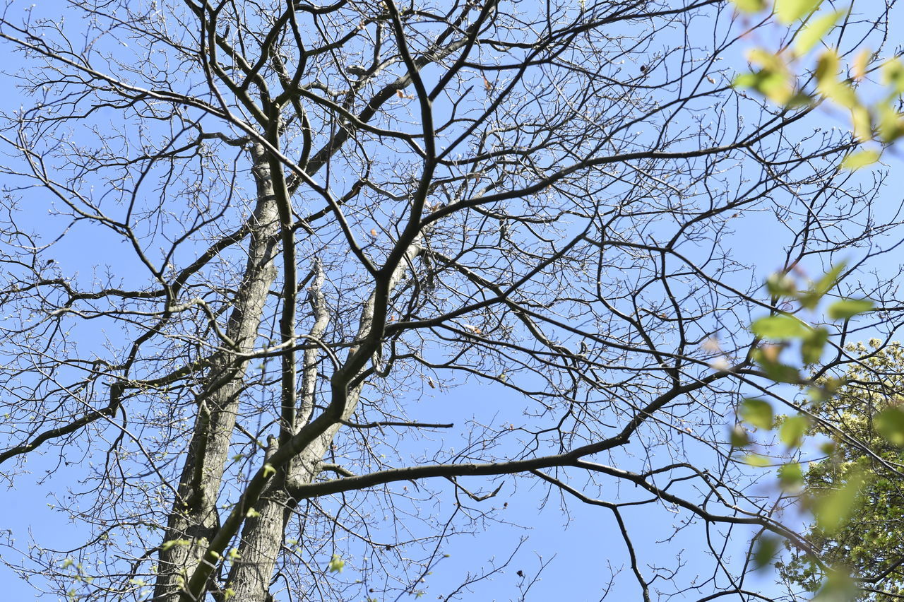 LOW ANGLE VIEW OF BARE TREE AGAINST CLEAR SKY