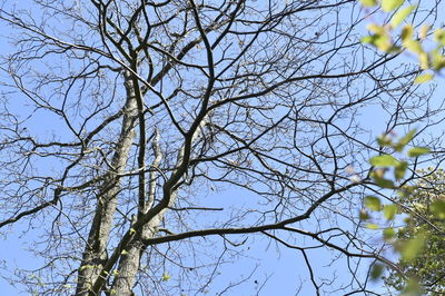 Low angle view of bare tree against clear blue sky