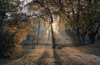 Trees in park during autumn