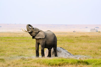 Elephant in a field