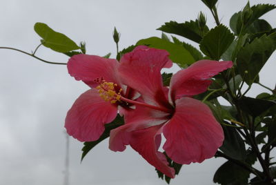 Close-up of pink flowers