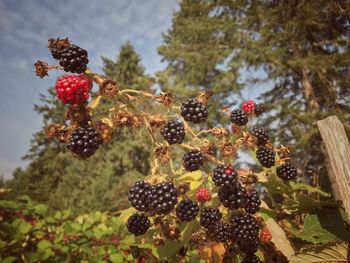 Low angle view of grapes growing on tree against sky