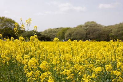 Close-up of rape blossom field