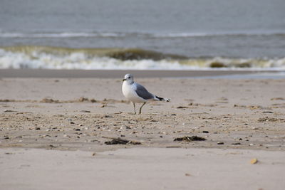 Seagull perching on beach