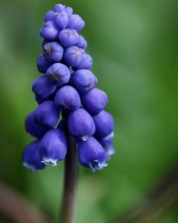 Close-up of purple flowers