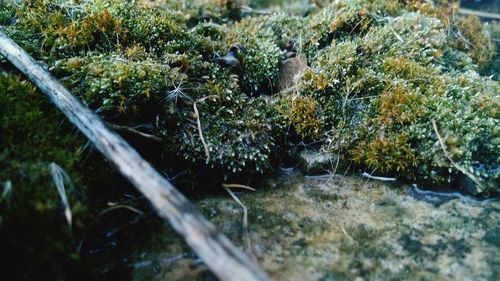 Close-up high angle view of plants