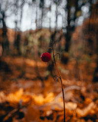 Berries in the forest