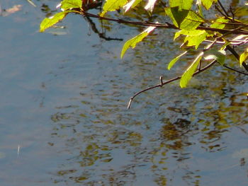 Reflection of trees in pond