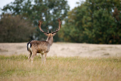 Deer standing in a grass