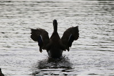Mallard duck silhouette on  lake