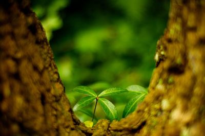 Close-up of fresh green plant