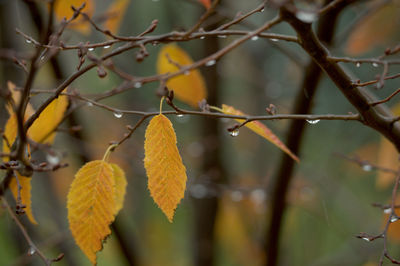 Autumn leaves in the rain