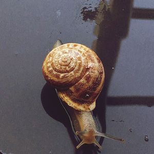 Close-up of snail