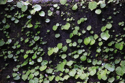 Full frame shot of ivy growing on tree