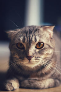 Close-up portrait of a cat