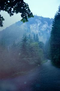 Road amidst trees in forest against sky