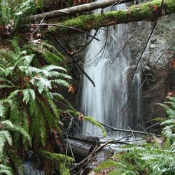 Plants by trees in forest