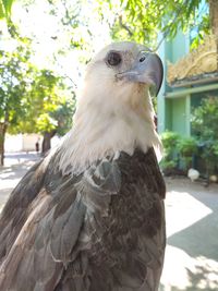 Close-up of a bird looking away