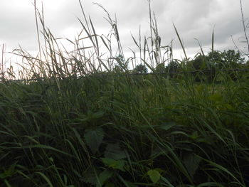grass
