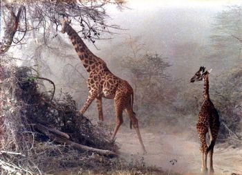 Giraffe standing by trees against sky