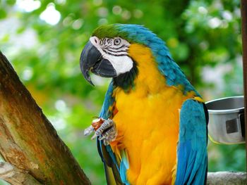 Close-up of parrot