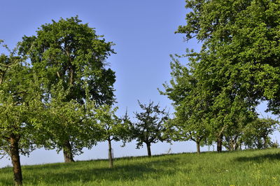 Trees on field against clear sky