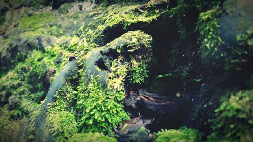 Moss covered rocks in forest