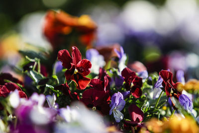 Close-up of purple flowering plants