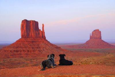 Dogs looking at rock formations at desert