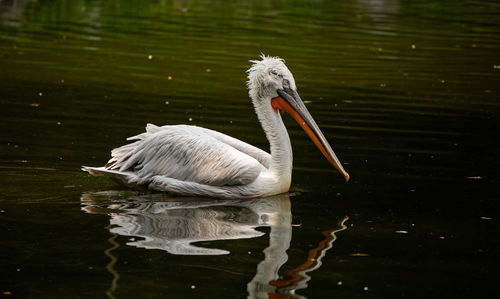 Swan swimming in lake