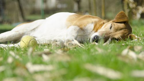 Close-up of dog lying on grass