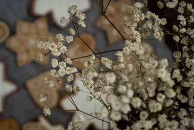 Close-up of white cherry blossom tree