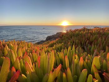 Scenic view of sea against sky during sunset