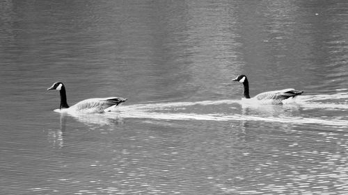 Ducks swimming in lake