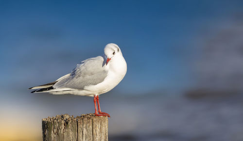 Close-up of seagull perching on wooden post