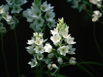 Close-up of flowers blooming outdoors