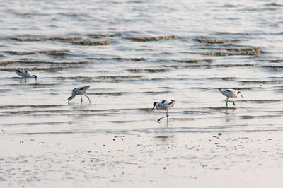 View of birds on beach