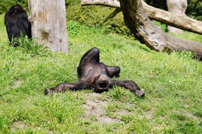 Black cat lying on grass