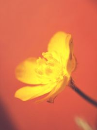 Close-up of yellow flower