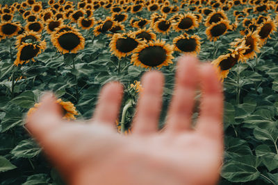 Photographs are the last thing left of the day when memories fade. sunflower fields