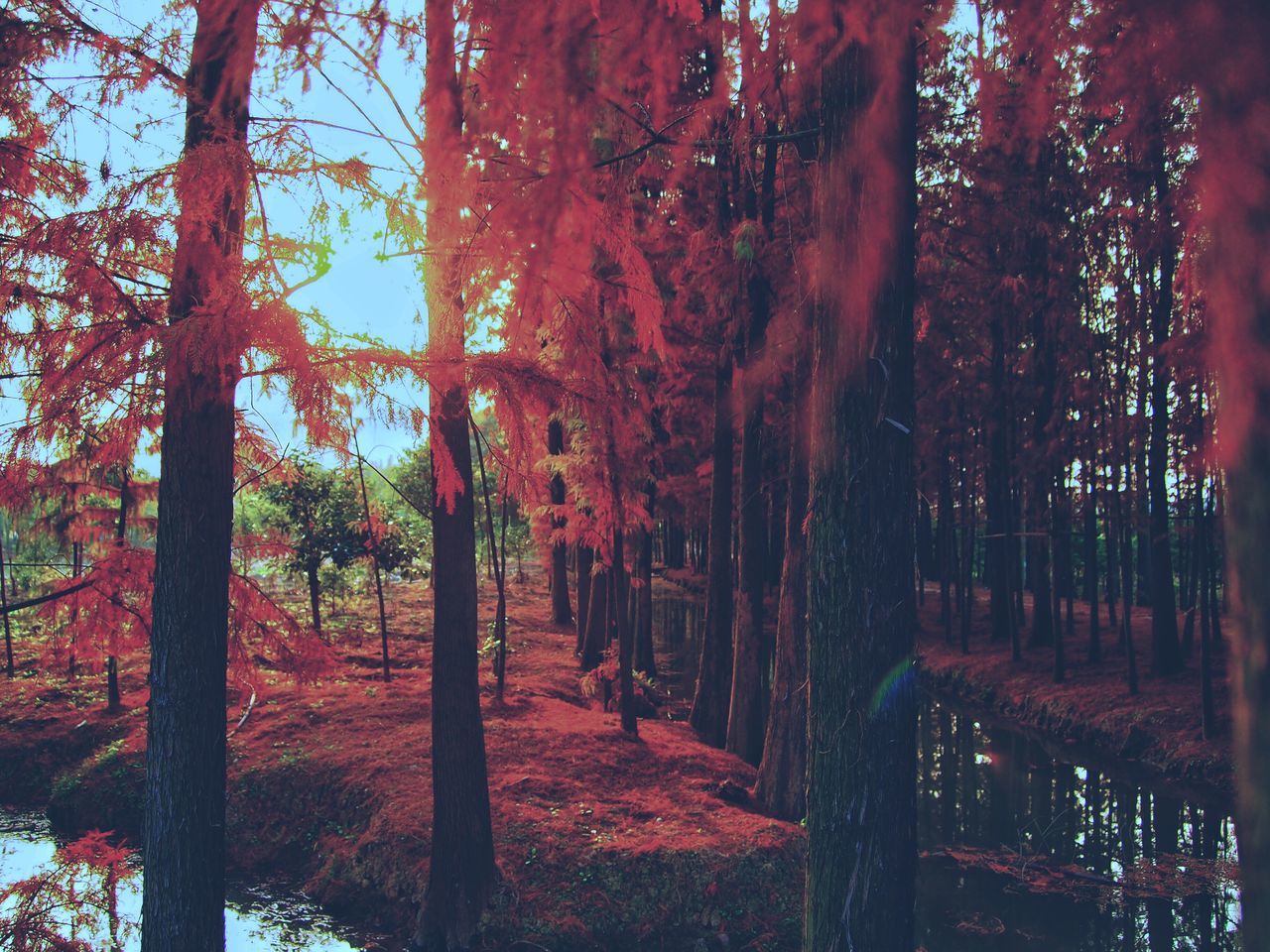 SCENIC VIEW OF FOREST DURING AUTUMN